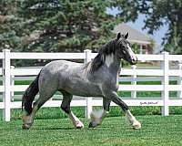 blue-roan-tobiano-horse