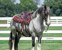 tobiano-horse