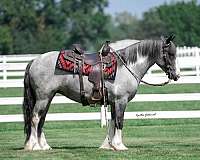 all-around-gypsy-vanner-horse