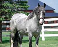 breeding-gypsy-vanner-horse