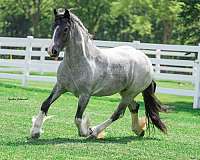 driving-gypsy-vanner-horse