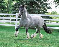 harness-gypsy-vanner-horse