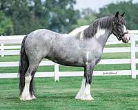 ranch-gypsy-vanner-horse