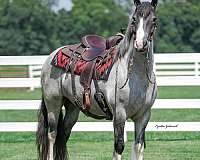 ridden-english-gypsy-vanner-horse