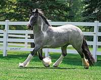 ridden-western-gypsy-vanner-horse