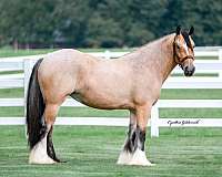 buckskin-roan-horse