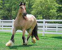 all-around-gypsy-vanner-horse