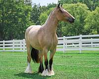 roan-horse