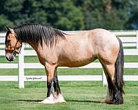 breeding-gypsy-vanner-horse