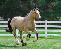 driving-gypsy-vanner-horse