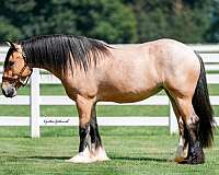 harness-gypsy-vanner-horse