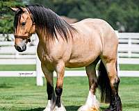 parade-gypsy-vanner-horse