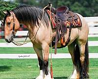 ridden-english-gypsy-vanner-horse