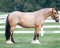 ridden-western-gypsy-vanner-horse