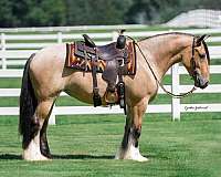 show-gypsy-vanner-horse