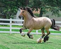 trail-gypsy-vanner-horse