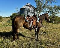 trail-quarter-horse