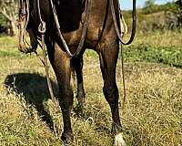 trained-quarter-horse