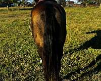 working-cattle-quarter-horse