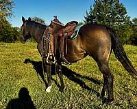 buckskin-quarter-horse-mare