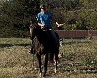 trained-quarter-horse