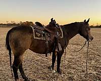 buckskin-quarter-horse-mare