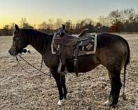 buckskin-beginner-horse