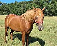 bay-chestnut-arabian-stallion