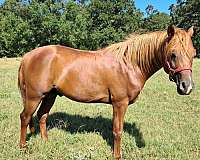 bay-chestnut-arabian-broodmare