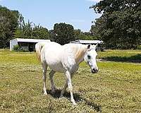 bay-chestnut-arabian-foal