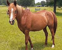 bay-chestnut-companion-horse