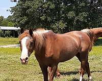 bay-chestnut-halter-horse