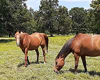 bay-chestnut-stallion-for-sale