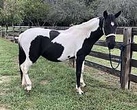 paint-horse-for-sale