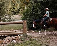 barrel-racing-quarter-horse