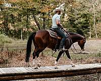 blue-eyed-quarter-horse