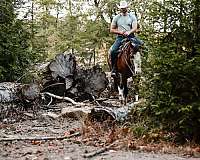 cowboy-mounted-shooting-quarter-horse