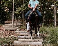 dappled-quarter-horse