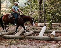 equitation-quarter-horse