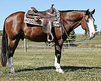 foundation-quarter-horse