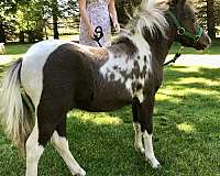 amha-amhr-miniature-pinto-stallion