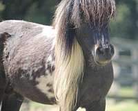 amha-amhr-miniature-pinto-horse