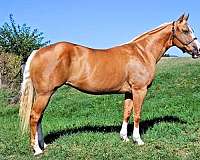 family-quarter-horse