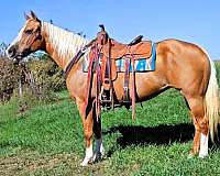 trail-quarter-horse