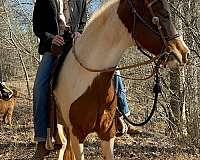 trail-riding-morgan-paint-horse