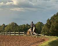 trail-riding-morgan-paint-horse