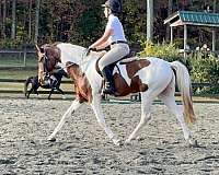 dressage-mare