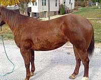 all-around-quarter-horse