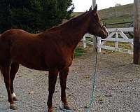 and-ranch-quarter-horse