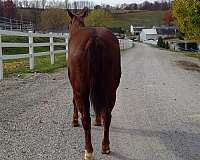 aqha-quarter-horse